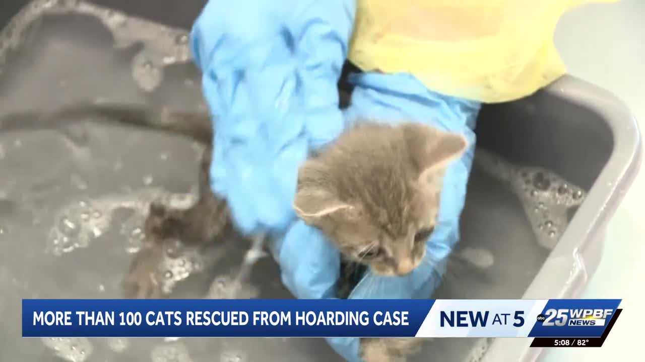 More than 100 cats rescued from hoarding situation in Port St. Lucie — WPBF West Palm Beach, Berlin Health news